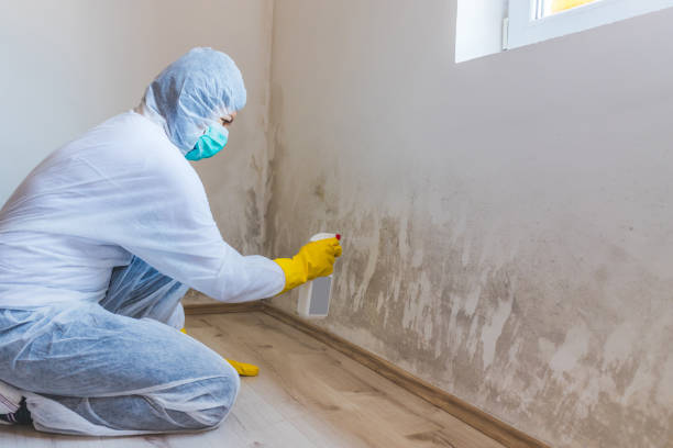 Mold Remediation specialist working in James Creek